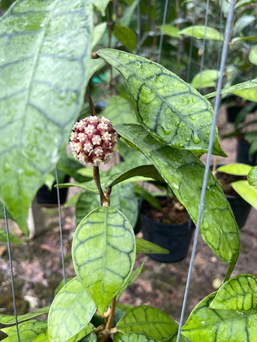 Hoya Callistophylla ((((hoya)))) Phyto-cer//// - Etsy