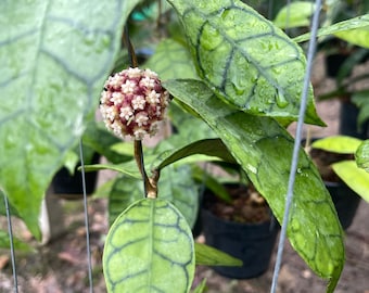 メロ　YOSA チタニウム「神の手」カッサ#9157 メロ YOSA チタニウム「神の手」カッサ#9157 2025年最新】YOSA カッサ