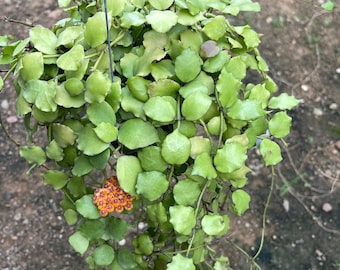 Hoya Endauensis (((Hoya)))) phyto-cer///