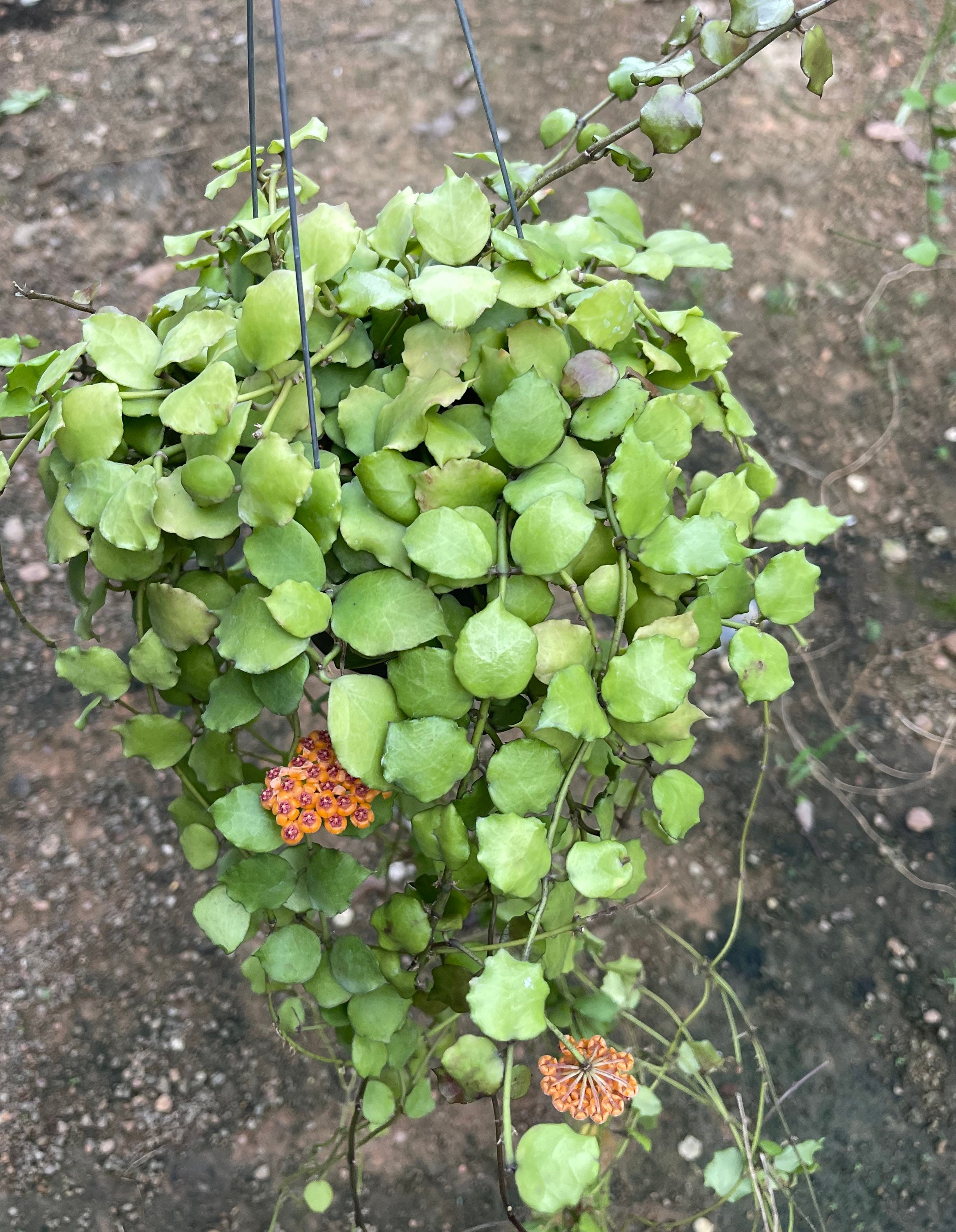 Hoya caudata gold - Etsy 日本