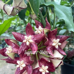 Hoya Imperialis Red (((((Hoya))))Phyto_Cer.////