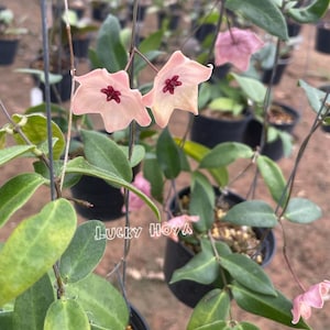 Hoya patella - Etsy 日本