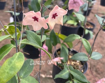 Extremely Rare HOYA 'NOONA' PINK / Live Plant Arrival Guarantee
