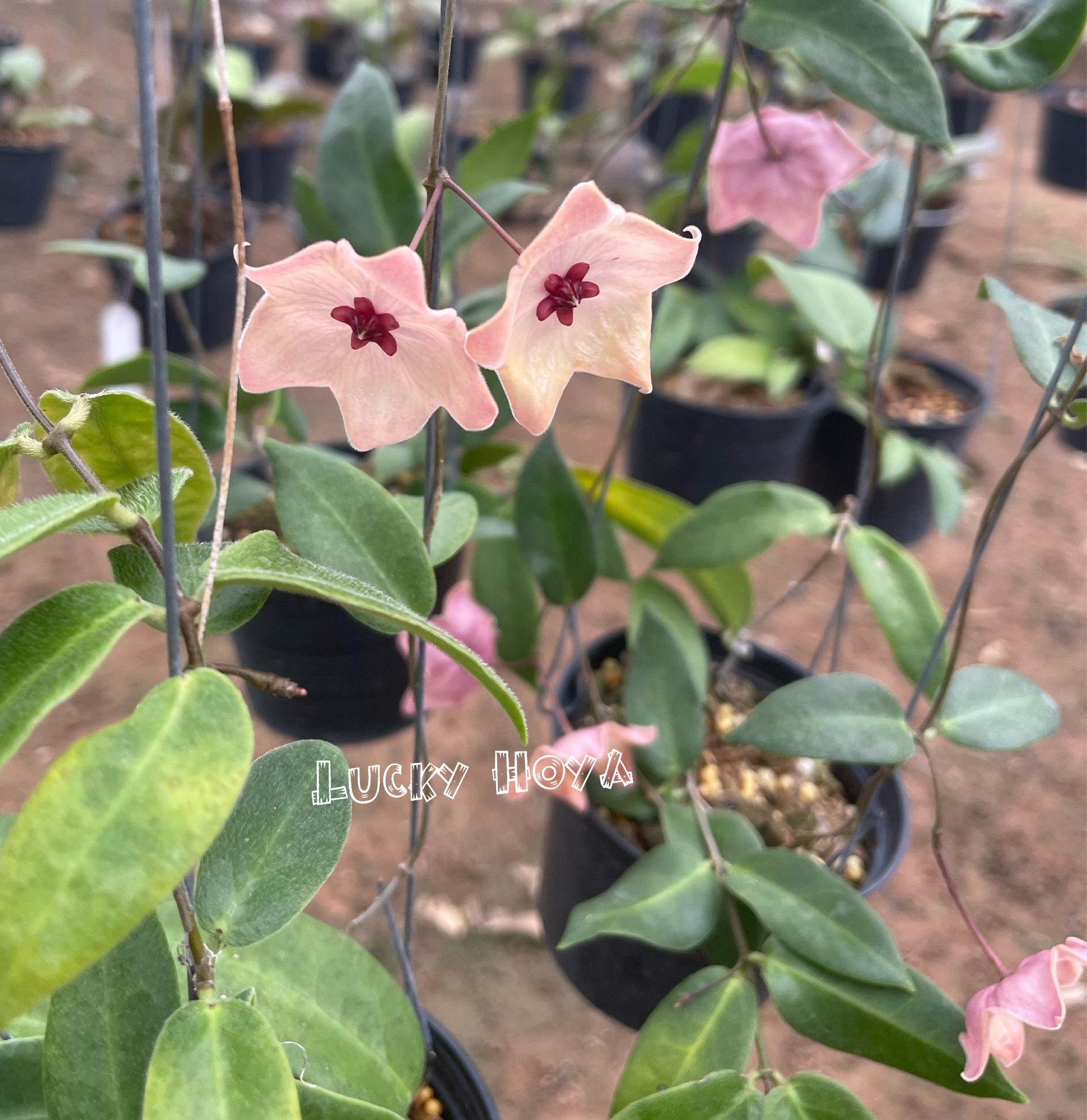 その他観葉植物 Hoya patera pink ホヤ パテラ ピンク 「Hoya patella pink 」4/26-406M4 | SHO