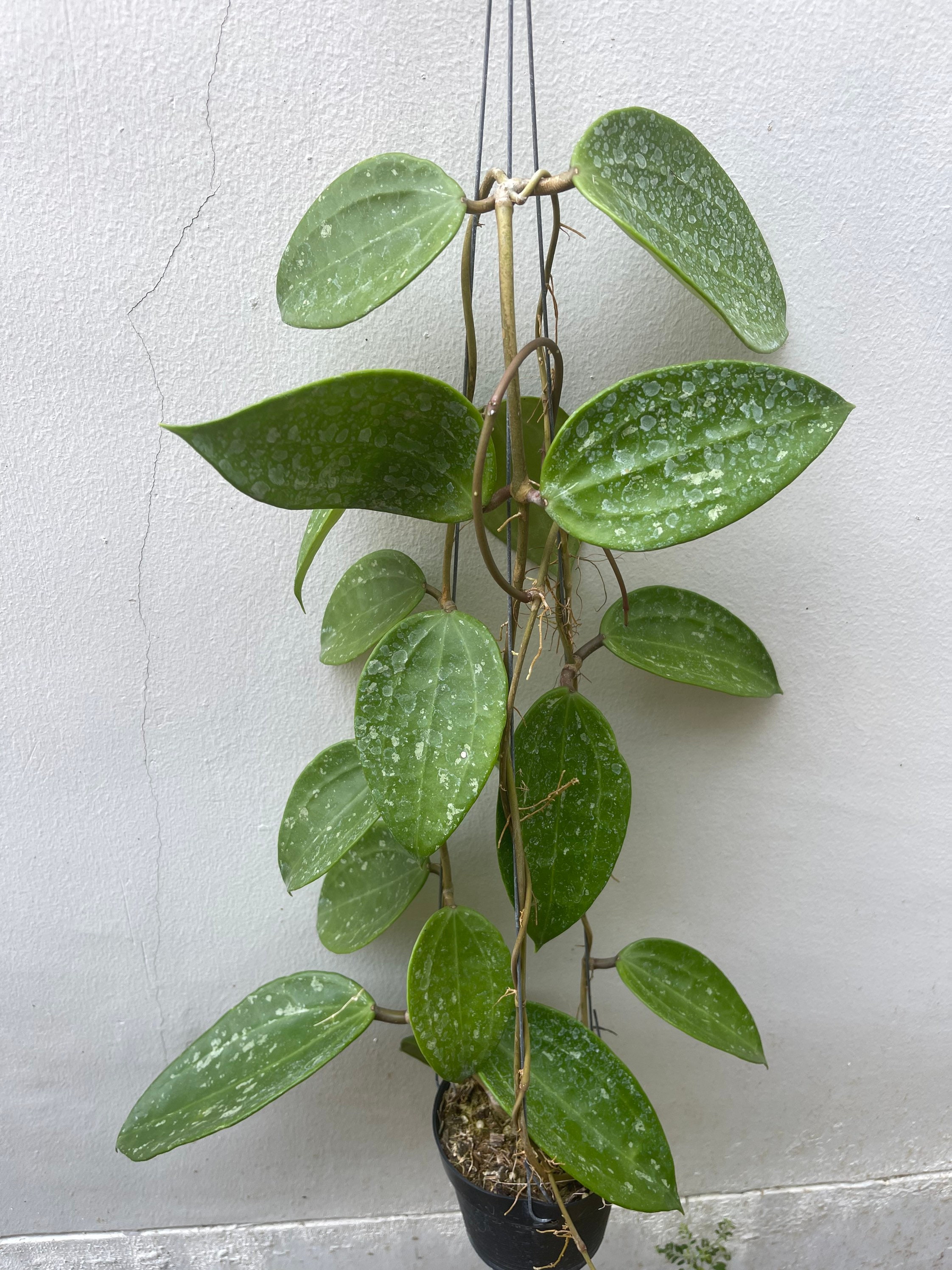 HOYA ロヘリ 250808 21 Hoya Krohniana 'Super Silver' Eskimo 4