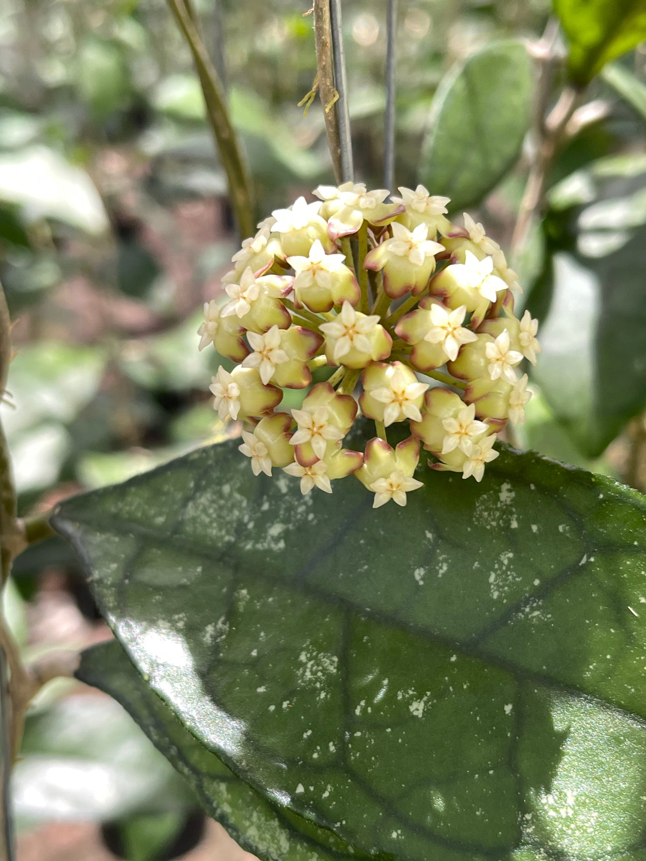 Hoya finlaysonii plant - Etsy 日本