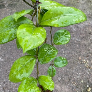 Hoya Doitung (((HOYA)) ##phyto cer  ///
