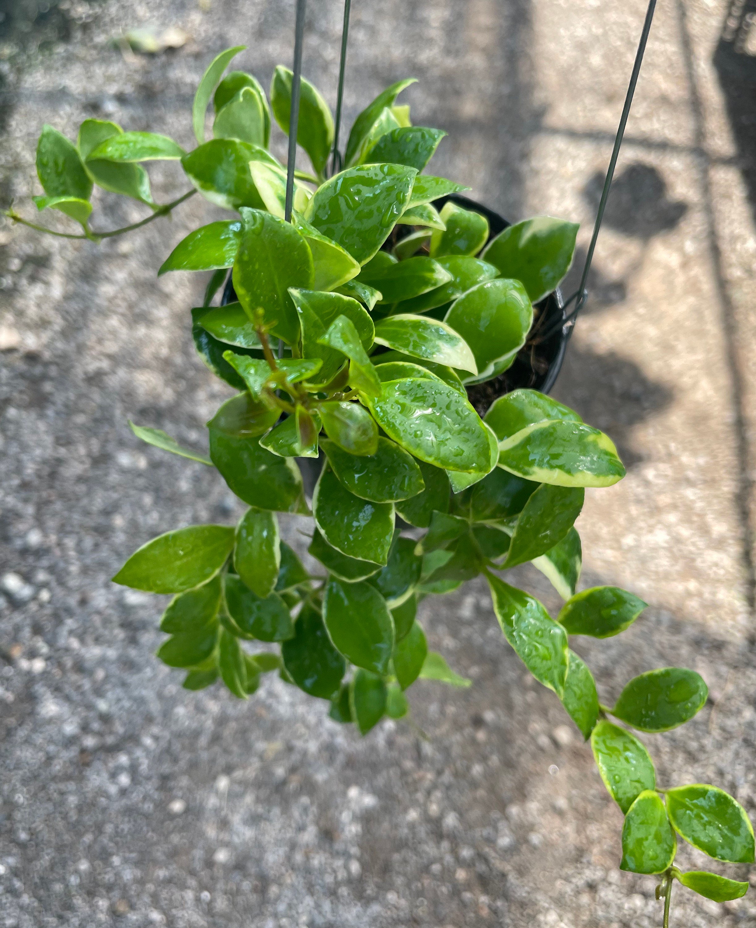 Hoya Heuschkeliana Albomarginata (((hoya))))phyto -vet///// - Etsy UK
