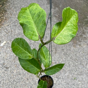 Hoya Trigonolobus iml 1731 ##phyto cer ///