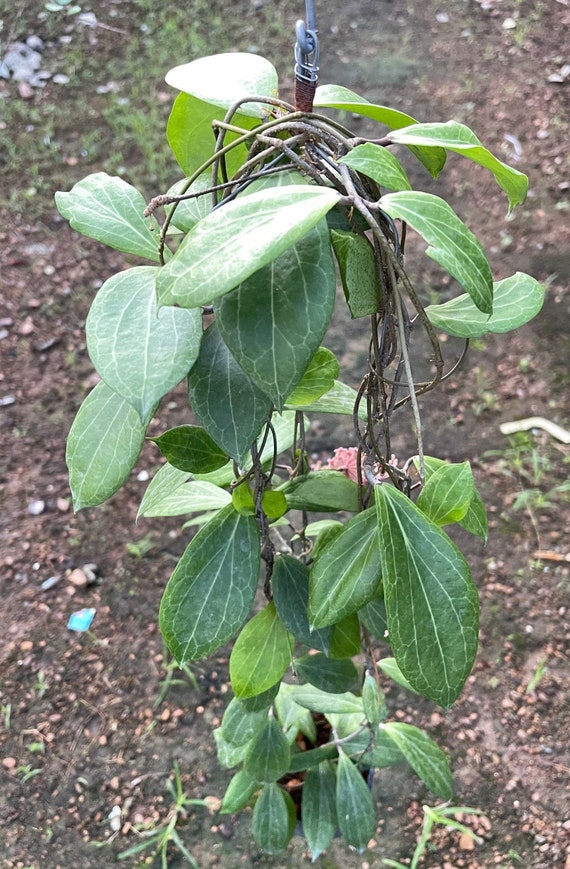 Hoya Sp.mpr 02 IML 1866 ((((hoya)))) Phyto-cer///// - Etsy Canada
