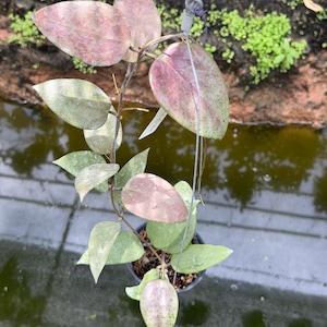 Hoya glabra - Etsy 日本