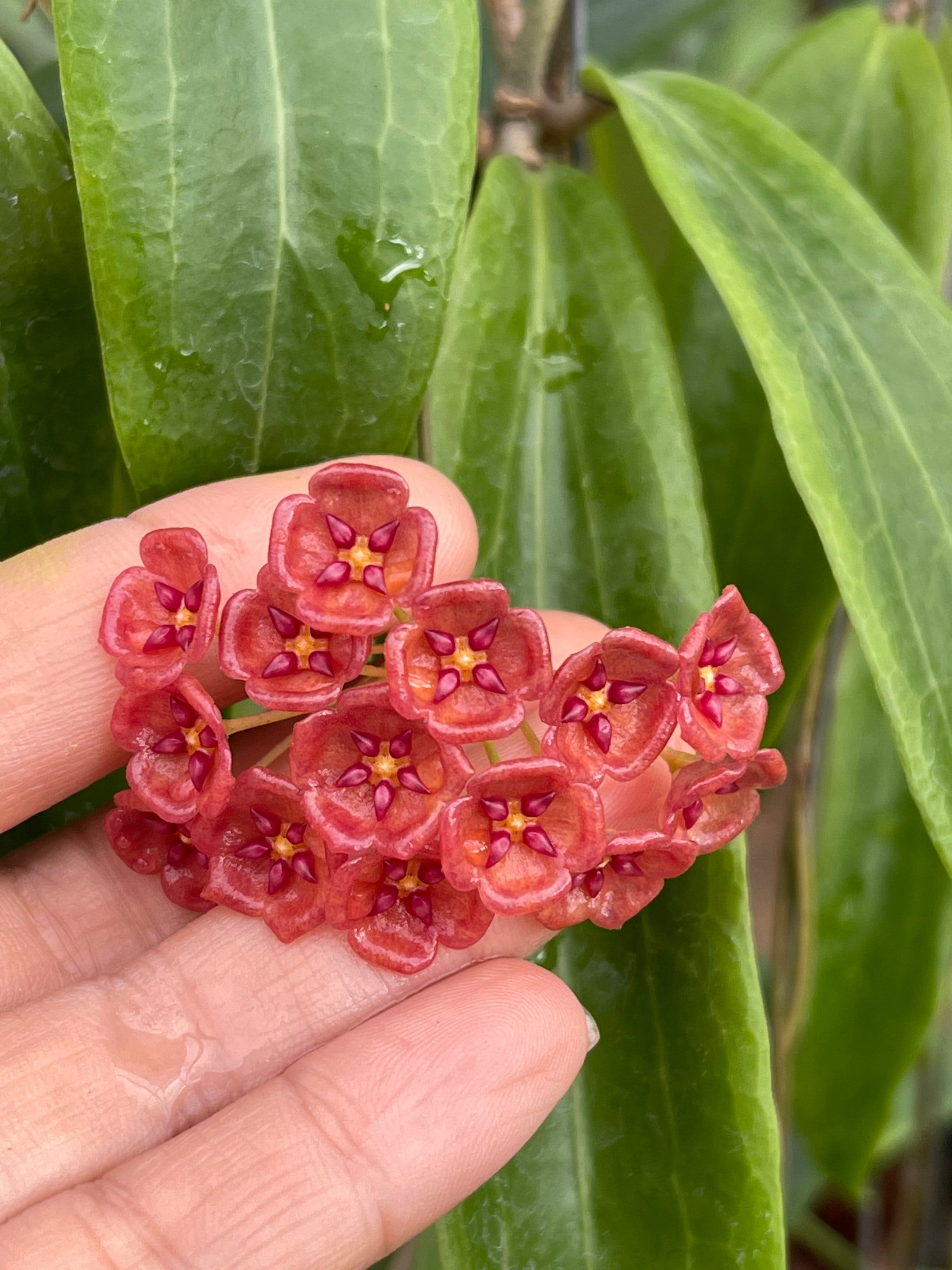 Hoya siariae red for Sale | My Home Nature