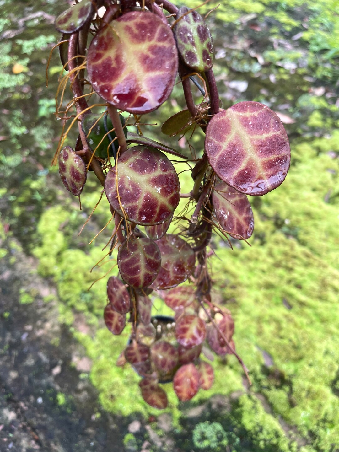 Hoya Waymaniae Malaysia ((((((hoya -splash ))))))*****phyto-cer//// - Etsy