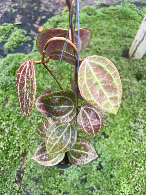 観葉ホヤ　珍種　Hoya sulawesi GPS 8867 サクララン 大苗 観葉ホヤ 珍種 Hoya sulawesi GPS 8867 サクララン 大苗 ホヤ