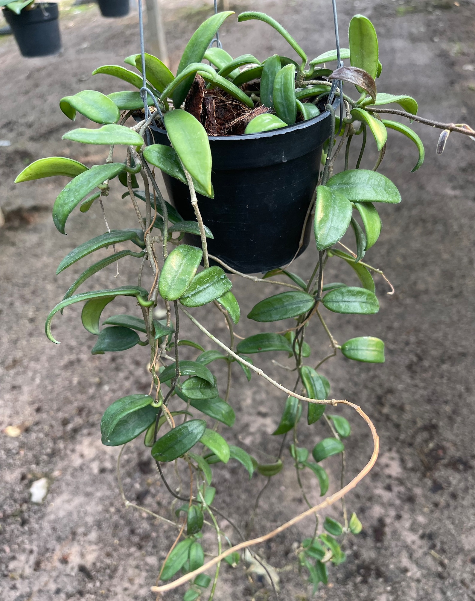 Hoya merrillii , Fiore di Cera - vaso 7 cm