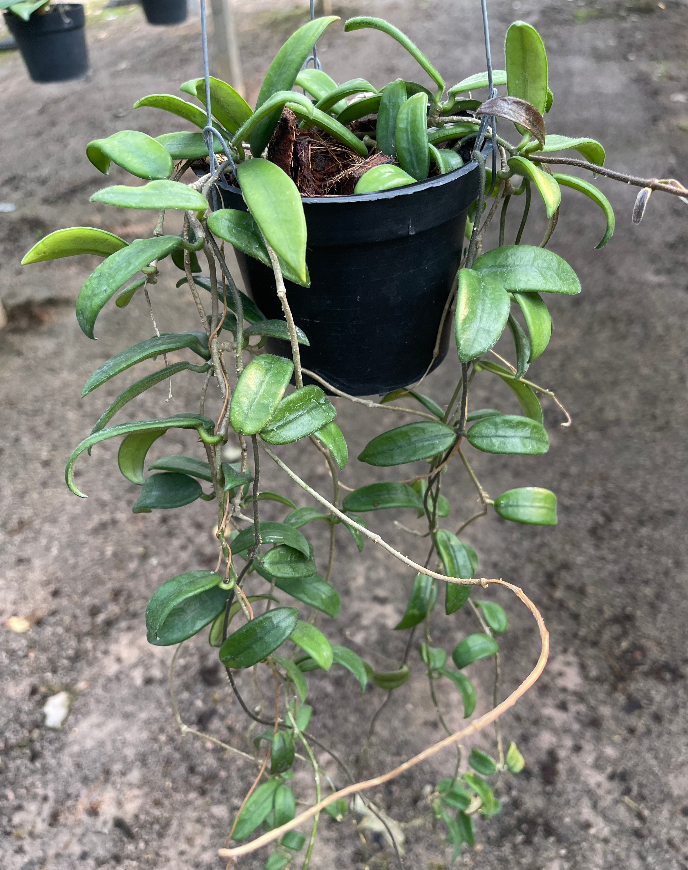 Hoya Lyi China (((((hoya -rare)))))phyto-cer///// - Etsy
