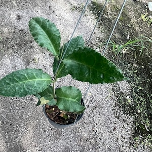 Hoya Versteegii ////free Phyto Cer /// - Etsy