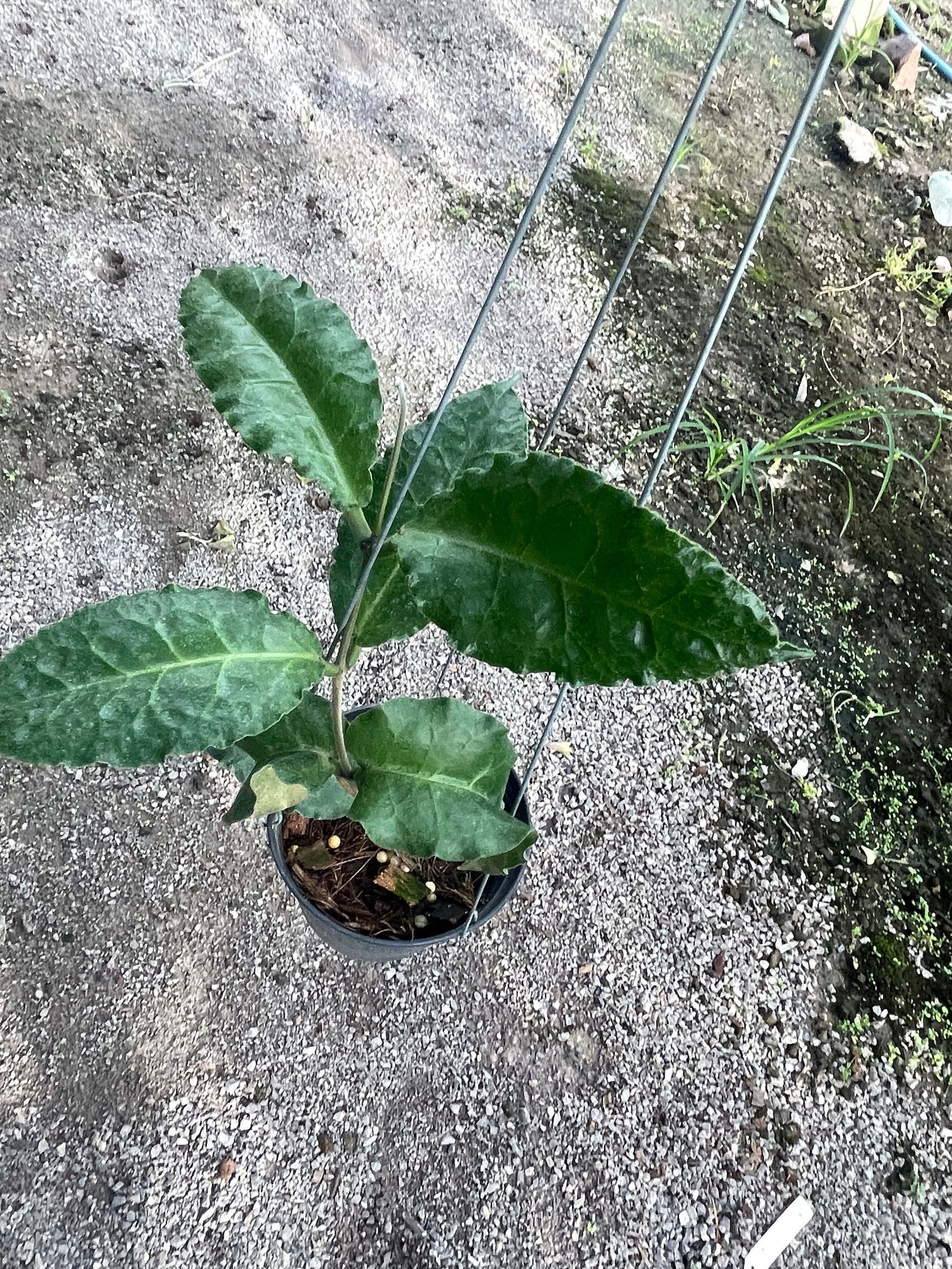 Hoya Versteegii ////free Phyto Cer /// - Etsy