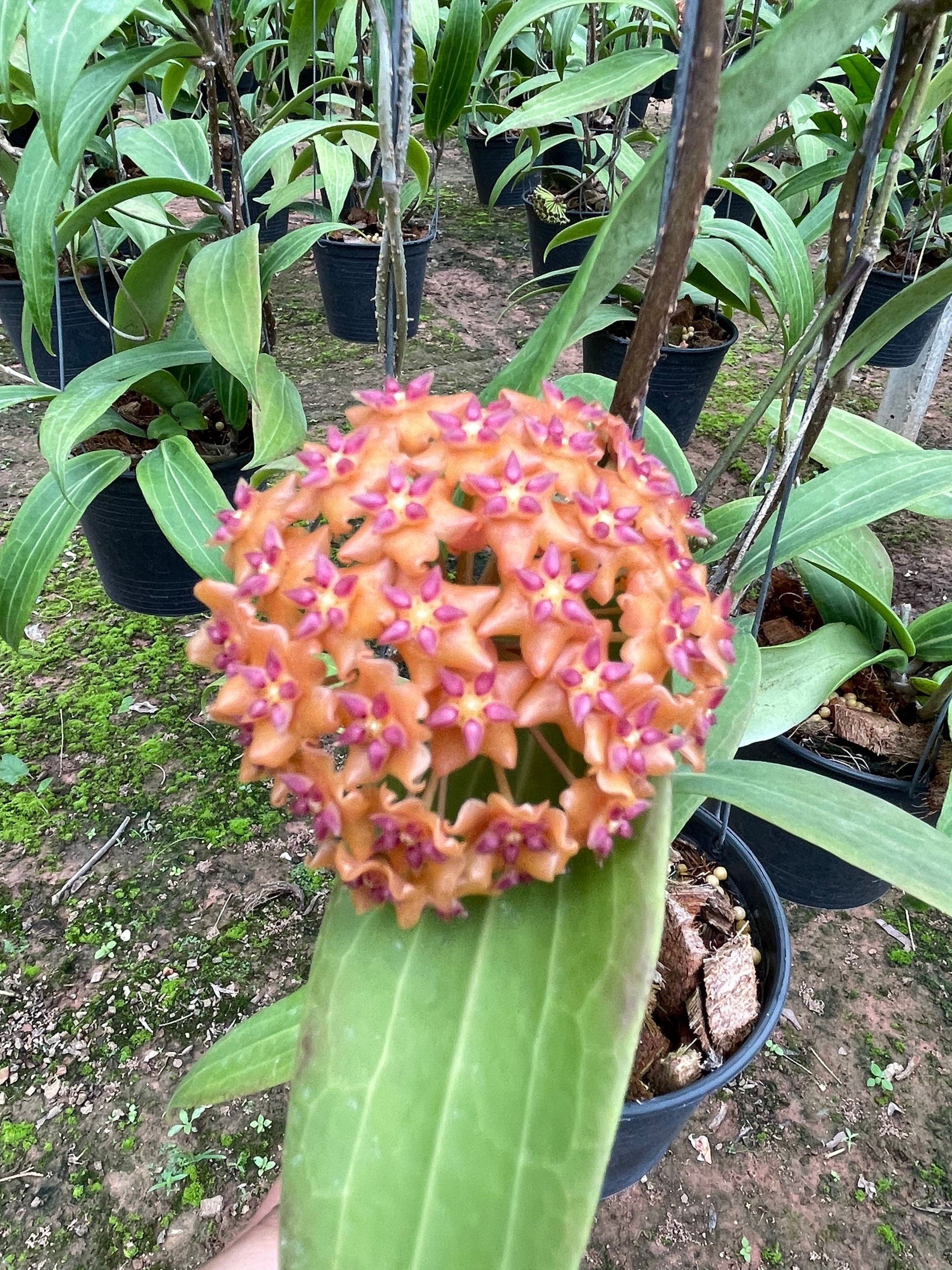 レア　ホヤ　セルペンス Hoya Serpensサクララン レア ホヤ セルペンス Hoya Serpensサクララン② - メルカリ