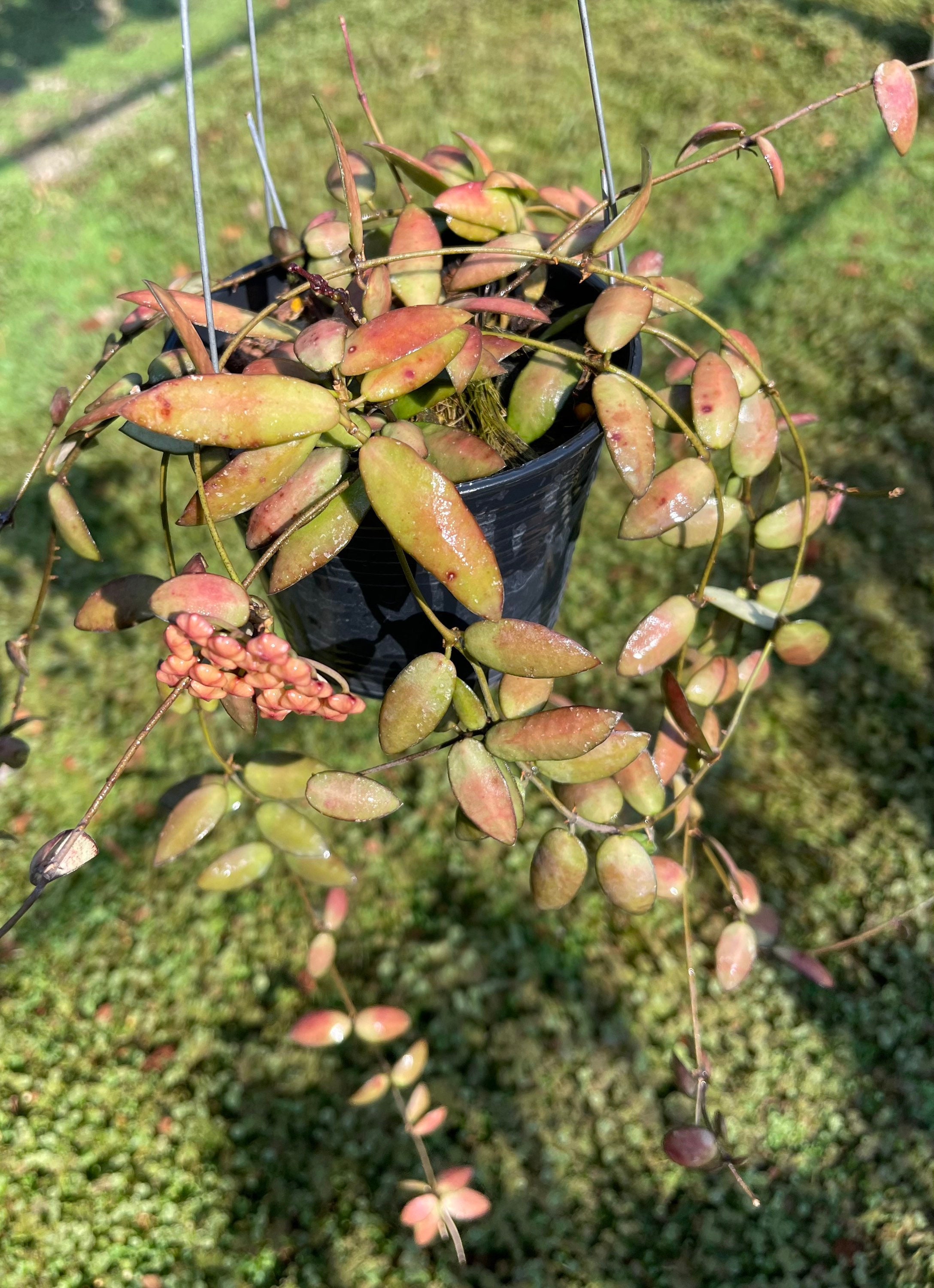 Hoya patella - Etsy 日本