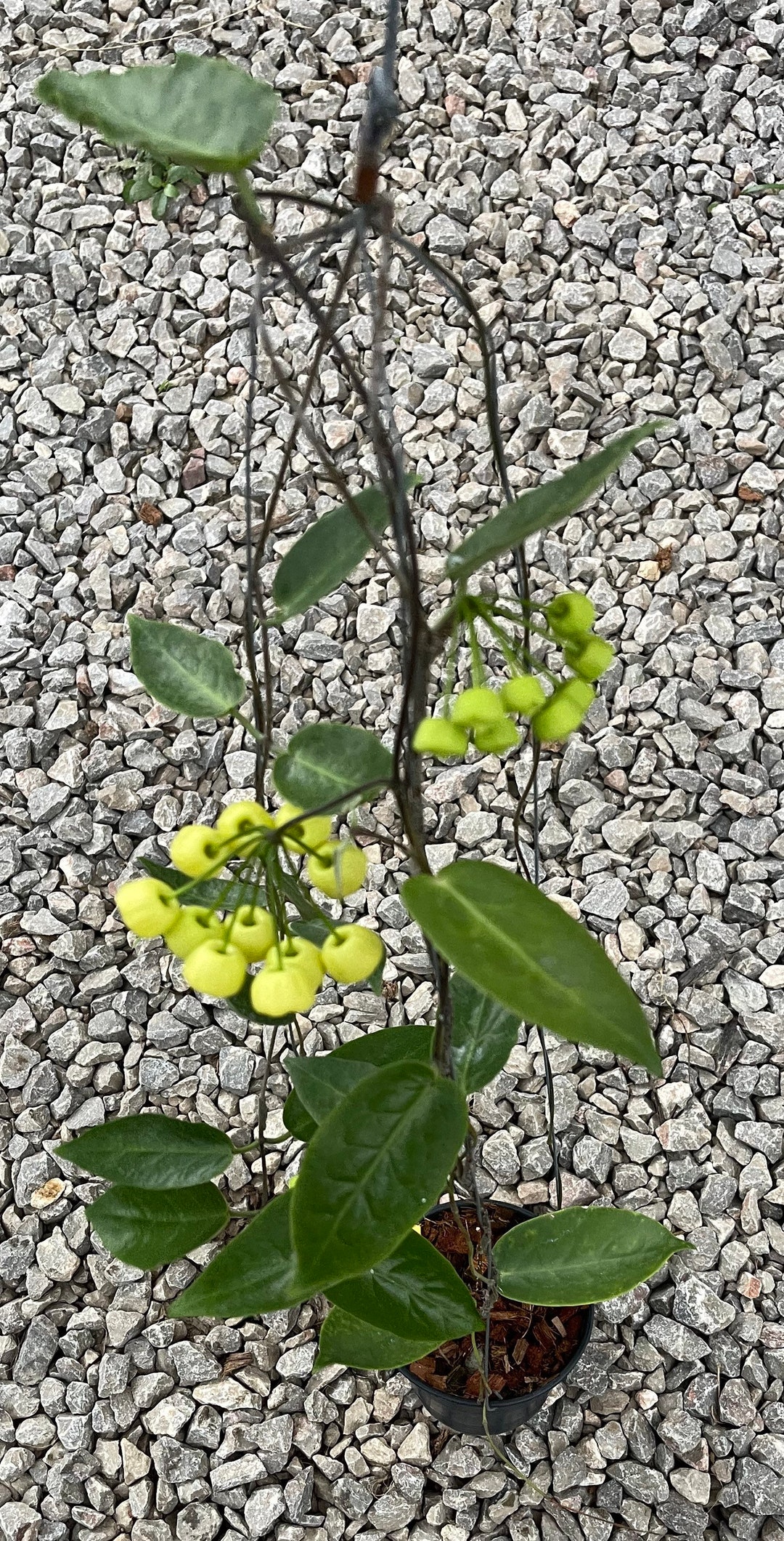 Hoya Inflata ((((hoya))))) Phyto-cer/////// - Etsy