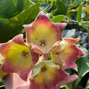 Hoya Luatherbachii ((((Hoya))) phyto-cer///