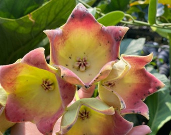Peut inclure: Quatre fleurs jaunes et roses avec un centre en forme d'étoile. Les fleurs ont une apparence texturée, presque veloutée.