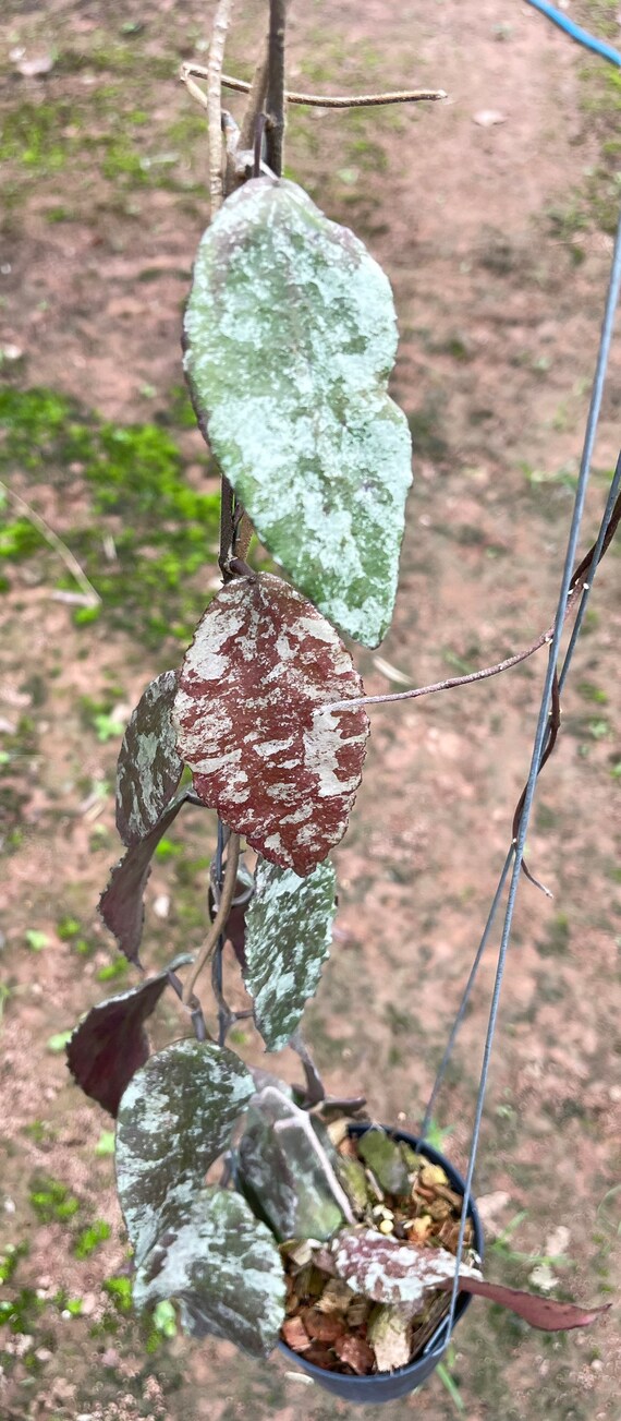 Hoya Caudata Gold (((hoya)))) Phyto-cer///// - Etsy Norway