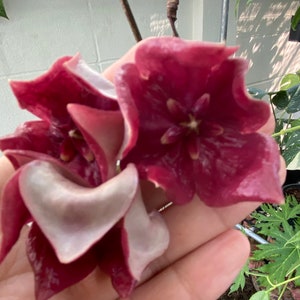 Hoya Megalaster  (((((Hoya))))) phyto-cer///
