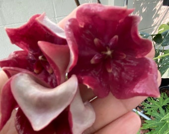 Hoya Megalaster (((((Hoya))))) fitocer///