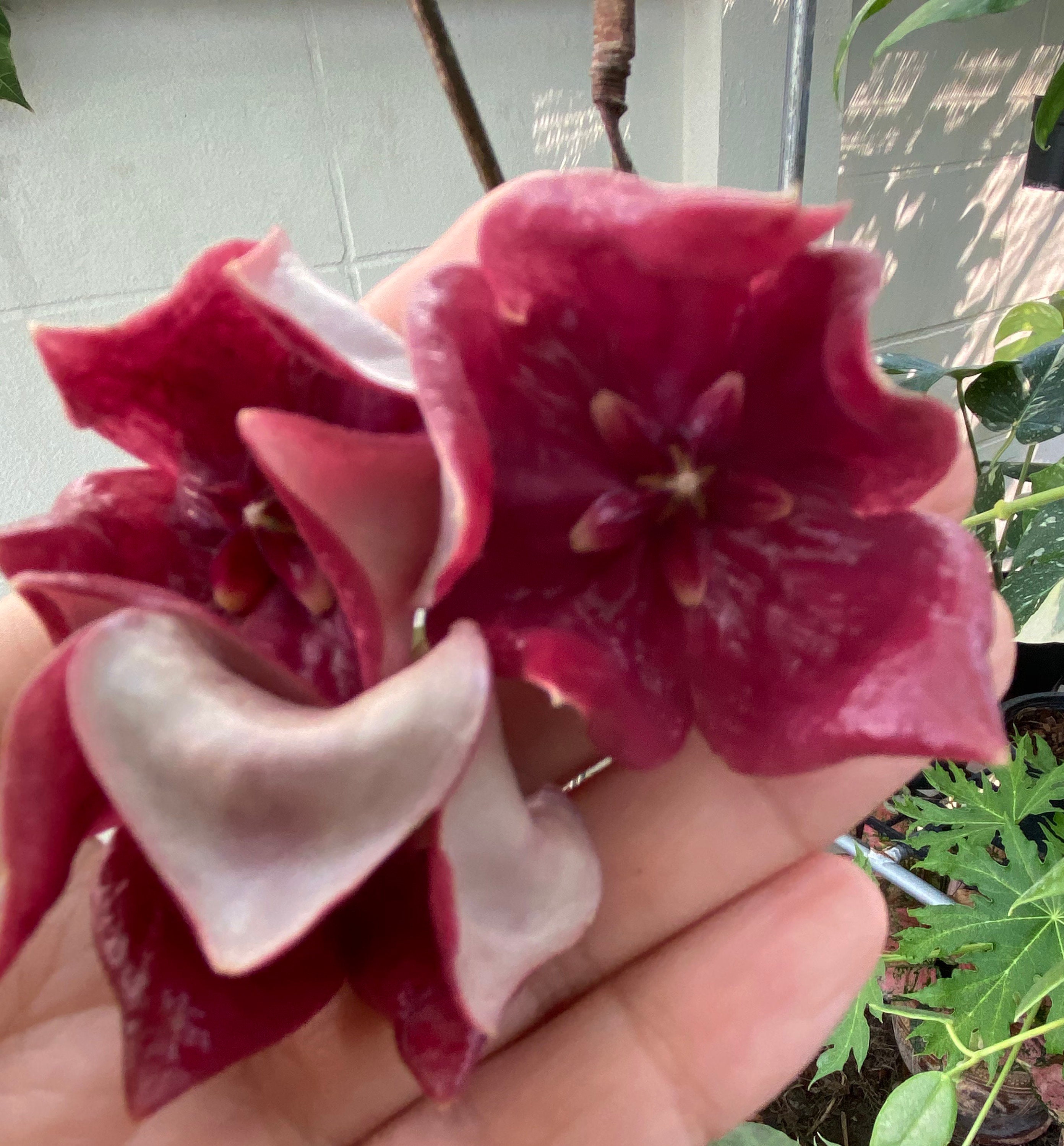 Hoya chinghungensis - Etsy 日本
