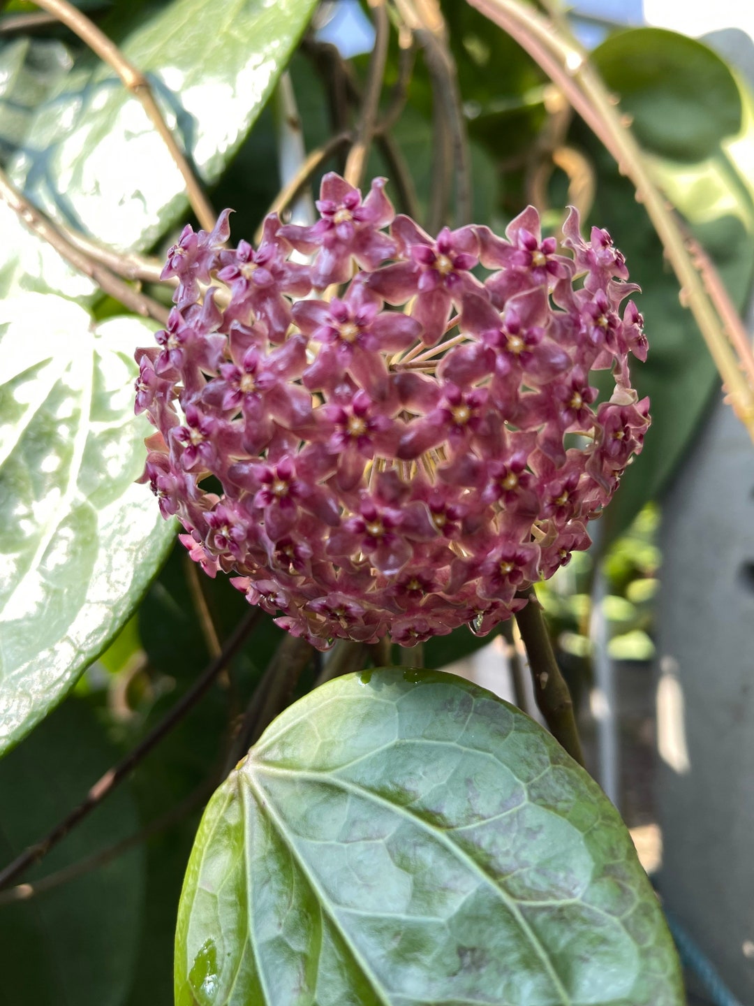 ホヤグラブラ HOYA GLABRA | APPS-BICENTENARIO-PRD-01.AZUREWEBSITES.NET