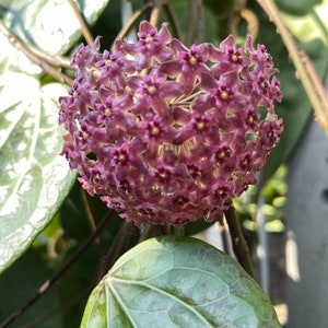 Hoya glabra - Etsy 日本