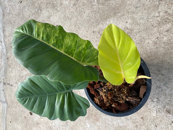 Philodendron Jungle Fever Variegated House Plants Etsy