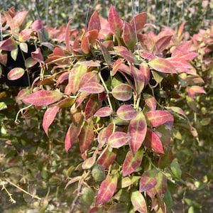 Hoya Walliniana red  ((HOYA Aff. )) ##phyto cer  ///