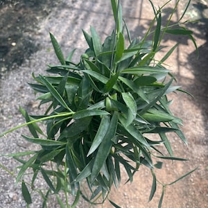 フィリピン ((((Dischidia nummulalia )))+phyto-cer////