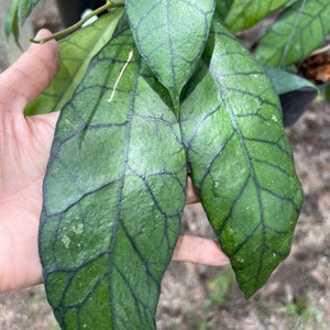 Hoya Kalimantan UT-158  ((((((Hoya))))- Phyto-Cer////////