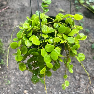 Hoya serpens - Etsy 日本