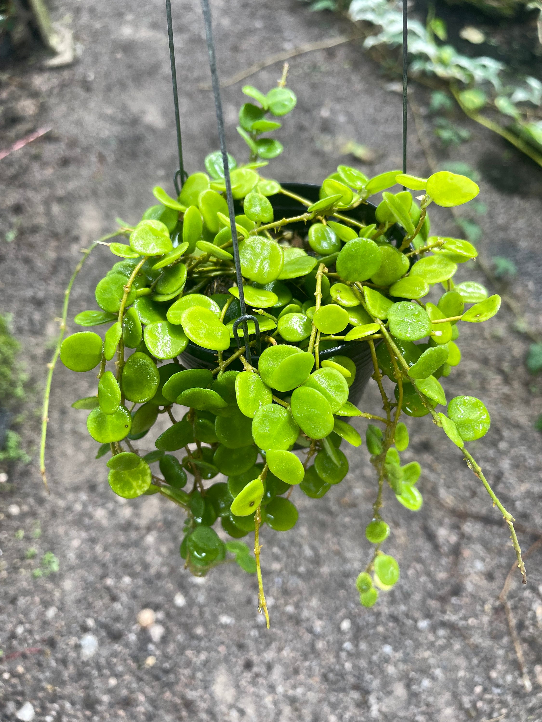 Hoya serpens - Etsy 日本