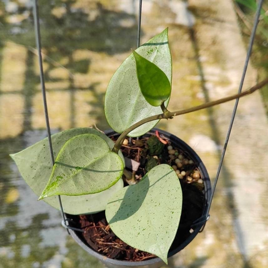 ホヤ・パラシティカ ハートリーフ シルバー（小）（（（ホヤシルバー