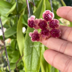 Hoya sulawesiana - Etsy 日本