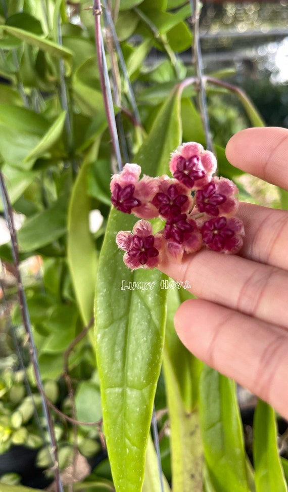 ホヤ・スラウェシアナが開花///無料の植物 - Etsy 日本