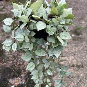 Hoya Krohniana silver (((Hoya)))) phyto -Cer////