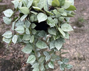 訳ありセール　レア　ホヤ　Hoya  cui silver サクララン 訳ありセール レア ホヤ Hoya cui silver サクララン 訳ありセール