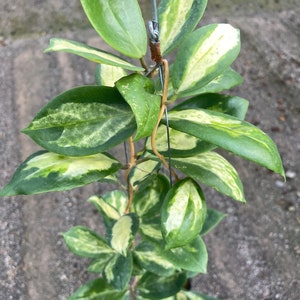 Hoya Incrassata variegata,Moon shadow (((Hoya)))) phyto-cer//