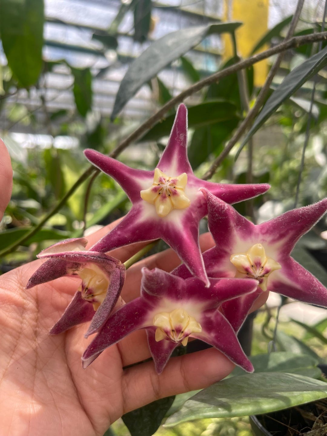 Hoya Stenakei Pink ((((HOYA)) ##phyto Cer /// - Etsy