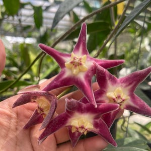 Hoya Stenakei - Etsy