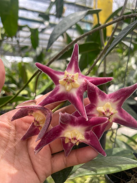 Hoya Stenakei Pink ((((HOYA)) ##phyto Cer /// - Etsy