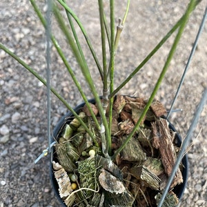 Hoya Sparitoides ((Hoya))  phyto cer.