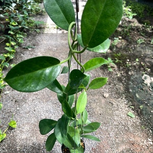 Hoya Magnifica////Free phyto-cer:////